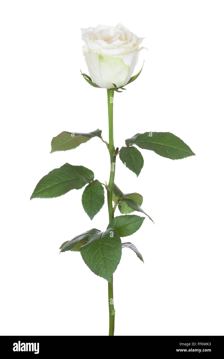 Single white rose, isolated on the white background Stock Photo - Alamy