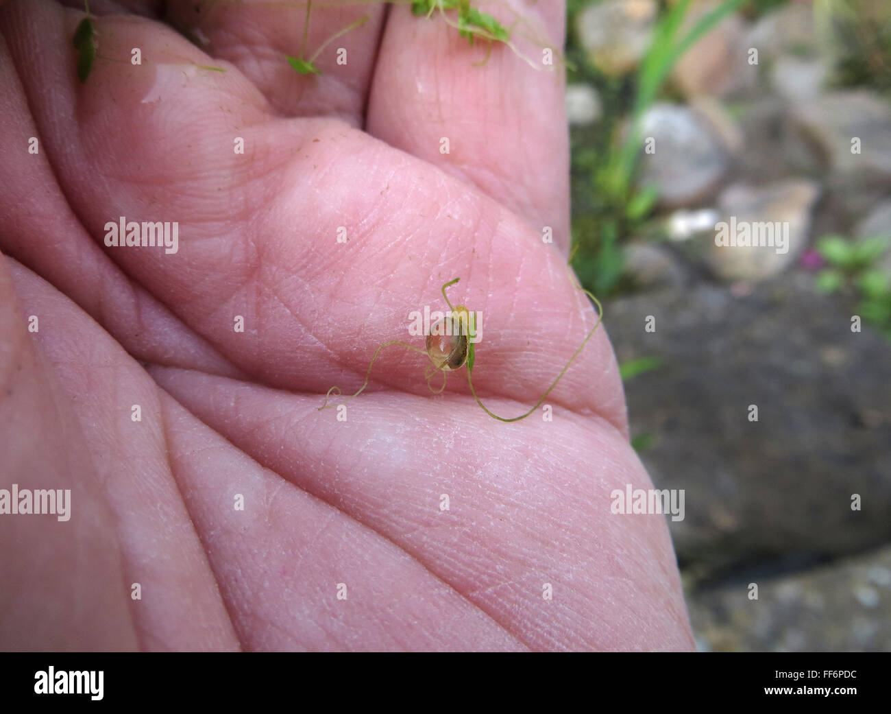 Smooth newt embryo in egg (Lissotriton vulgaris) in duckweed, in the palm of the photographer's hand Stock Photo