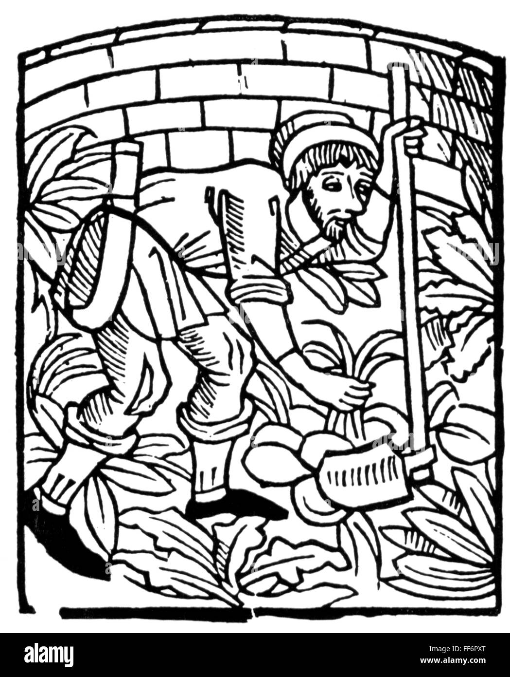 Medieval woodcut plants hires stock photography and images Alamy