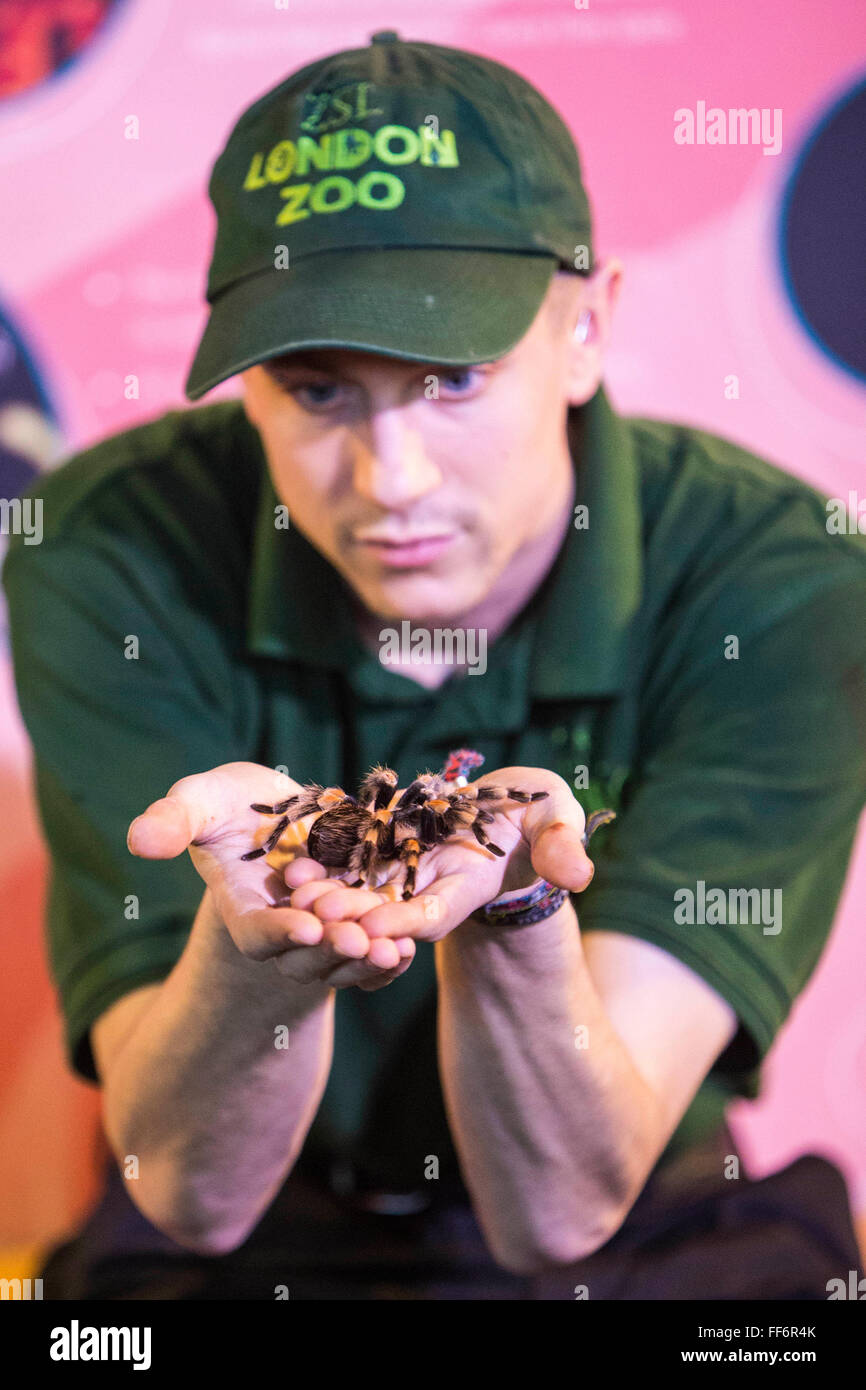 Zoo Keeper Jamie Mitchell shows off one of the 21 Mexican red knee bird eating spiders. The ZSL London Zoo Annual Stocktake 2015. Responsible for the care of more than 750 different species, keepers face the formidable task of noting every mammal, bird, reptile, fish and invertebrate at the Zoo. Stock Photo
