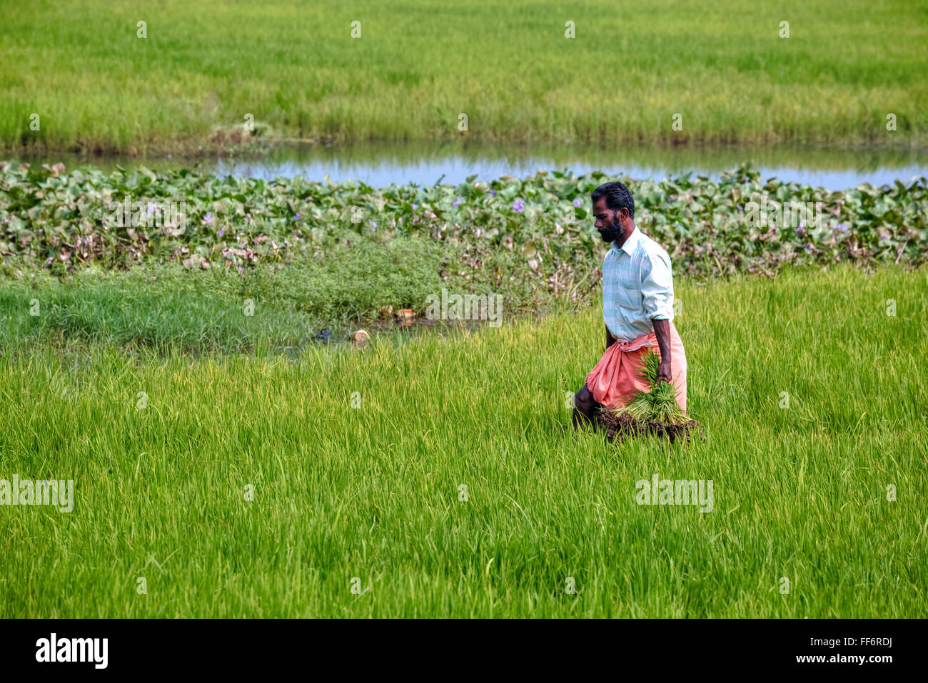 Alappuzha, paddy field, Kerala, South India, Asia Stock Photo
