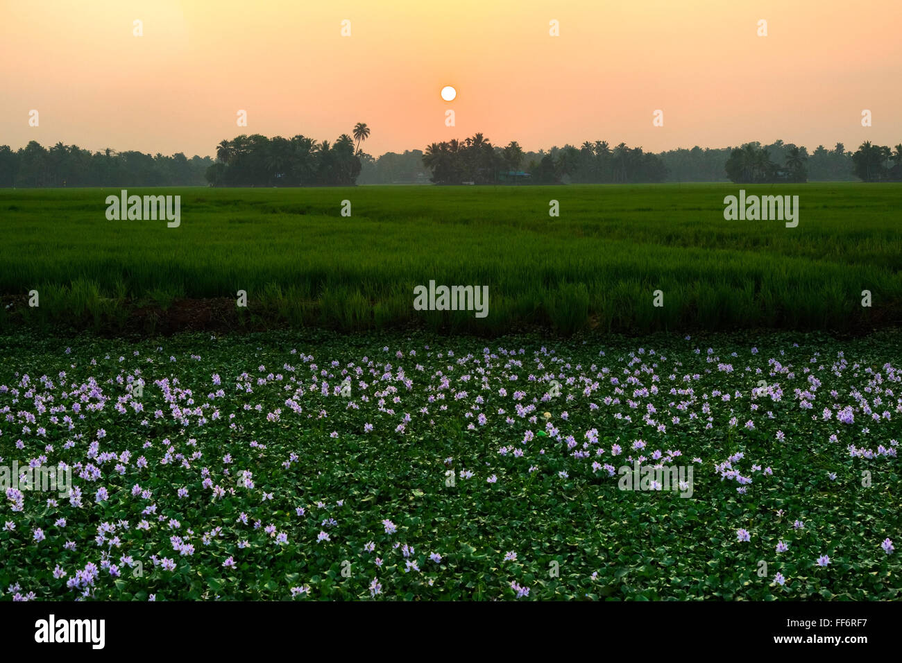 sunset over paddyfields in Alappuzha, Backwaters, Kerala, South India, Asia Stock Photo