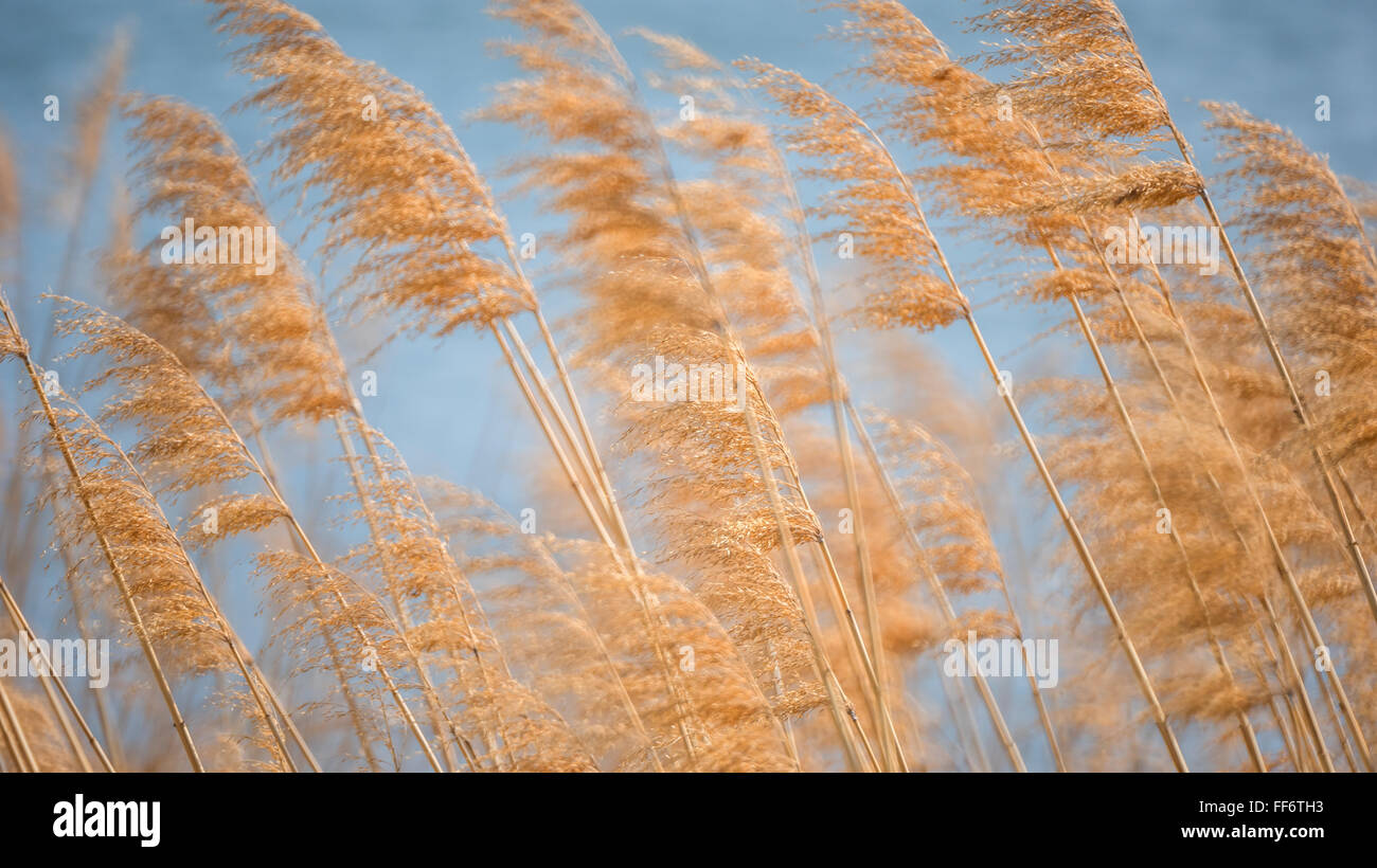 reeds grass background Stock Photo - Alamy