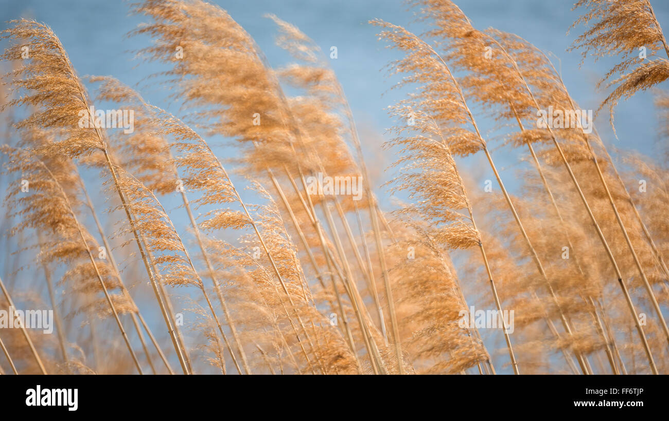 reeds grass background Stock Photo - Alamy