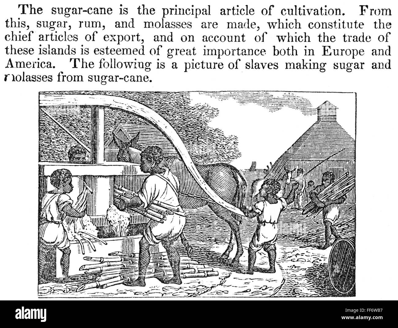 WEST INDIES: PLANTATION. /nBlack slaves making sugar and molasses from sugar-cane: wood engraving, American, 1836. Stock Photo