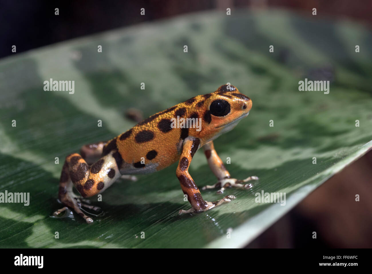 Red spotted poison-dart frog Stock Photo