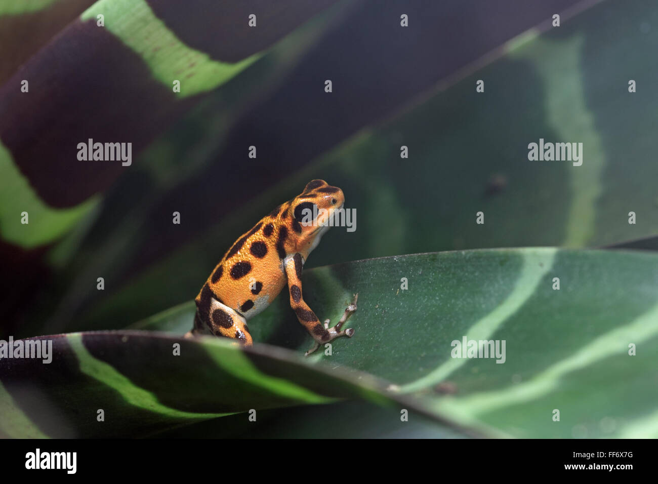 Poison-dart frog (Oophaga pumilio) Stock Photo