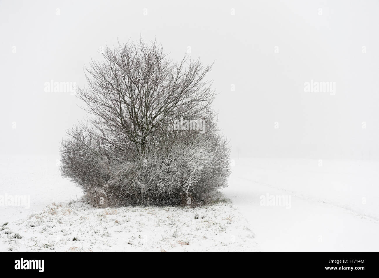 Snow covered bushes along a little path on a winter day in the fields somewhere in Germany, lower Rhine Region, onset of winter. Stock Photo