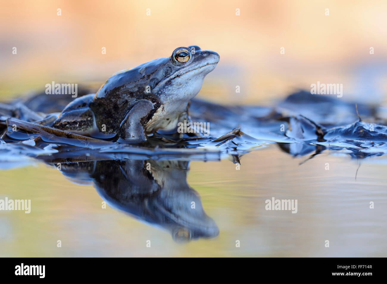 Moor Frog / Moorfosch ( Rana arvalis ), blue colored male sits on reed stems in a pond during its mating season in spring. Stock Photo