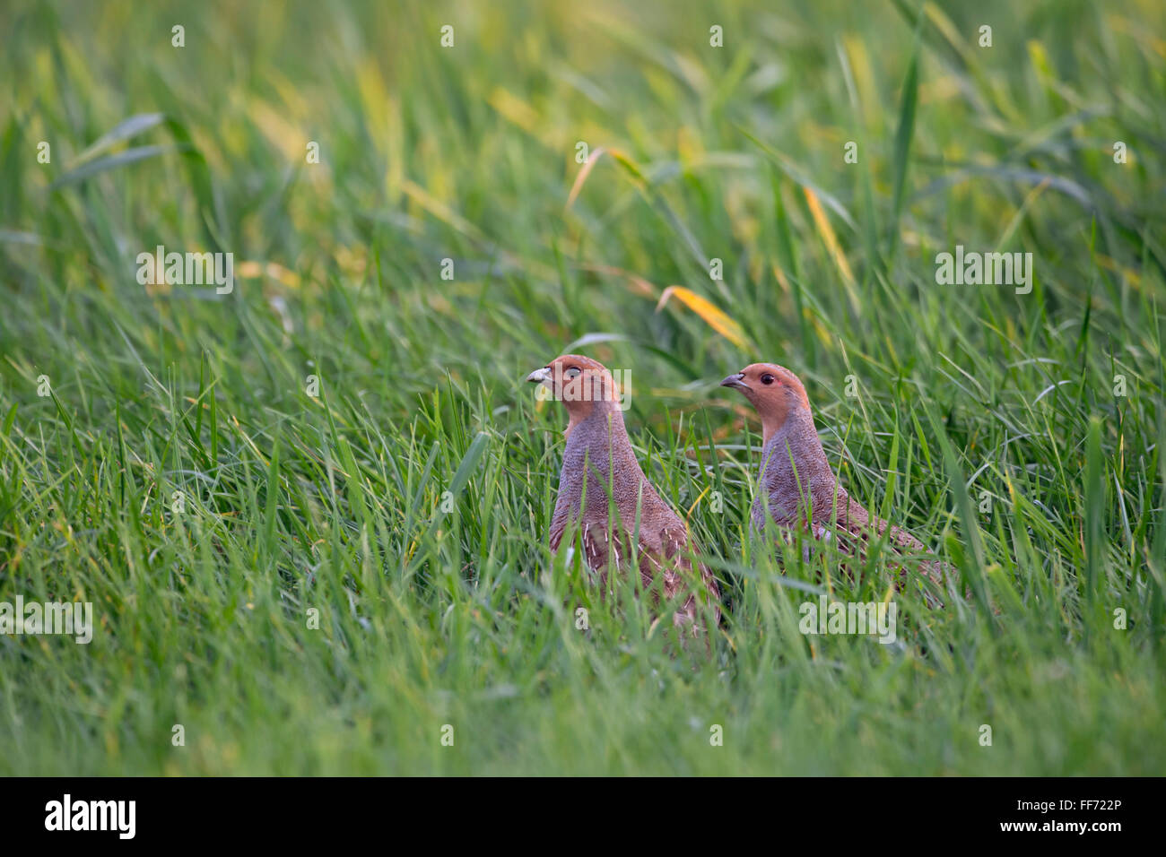 Grey Partridges / Rebhuehner ( Perdix perdix ), in typical environment, watching around attentively. Stock Photo