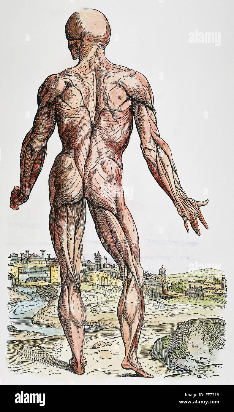 VESALIUS: MUSCLES, 1543. /nWoodcut from the second book of Andreas Vesalius' 'De Humani Corporis Fabrica,' published in 1543 at Basel, Switzerland. Stock Photo