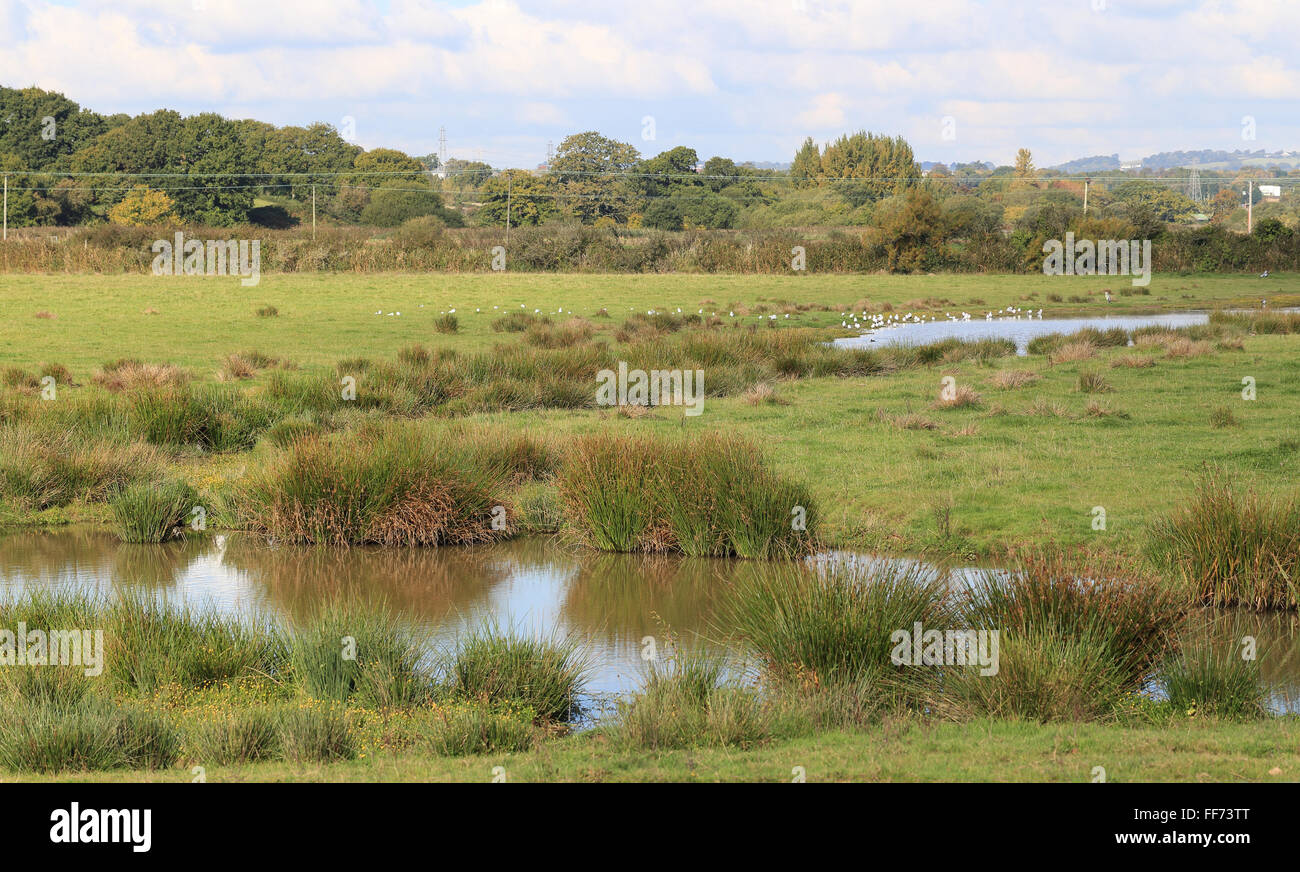 A view across the wet meadows of the Darts Farm RSPB Reserve, Exeter, Devon, England, UK. Stock Photo