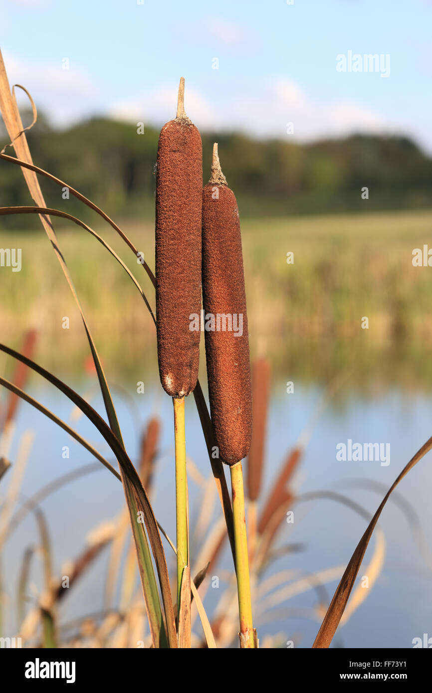 Bulrush (Common Reedmace, Typha latifolia), two seed heads, Exeter, Devon, England, UK. Stock Photo