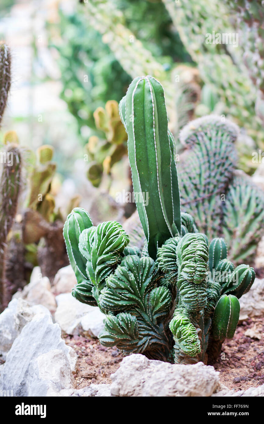 Type of cactus, exotic flower, green Stock Photo
