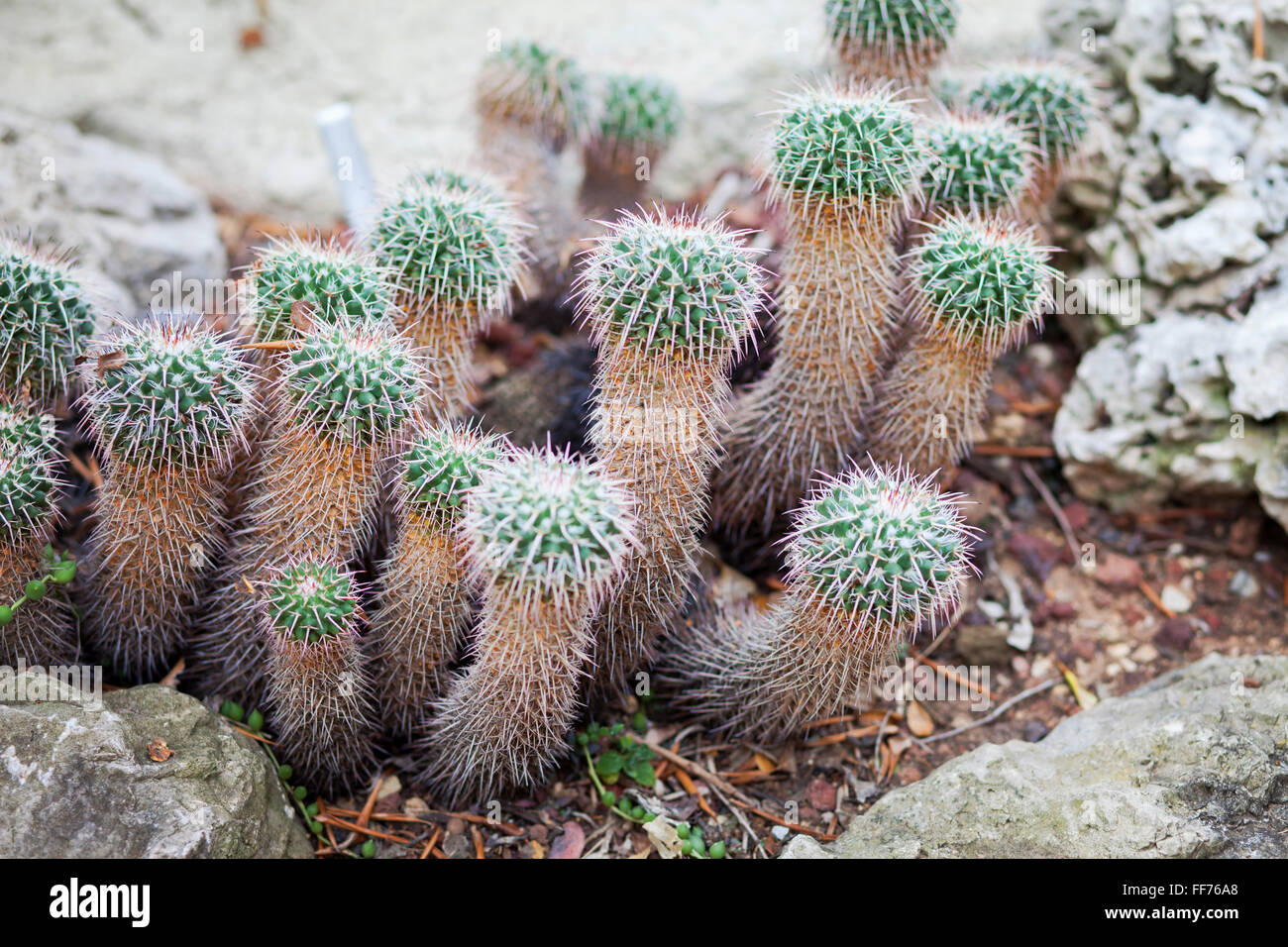 Type of cactus, exotic flower, green Stock Photo