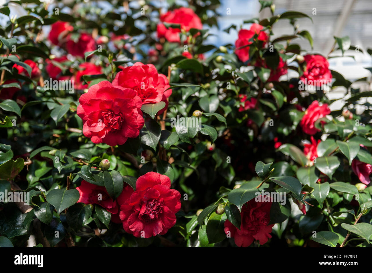 Middlemist red camellia deals