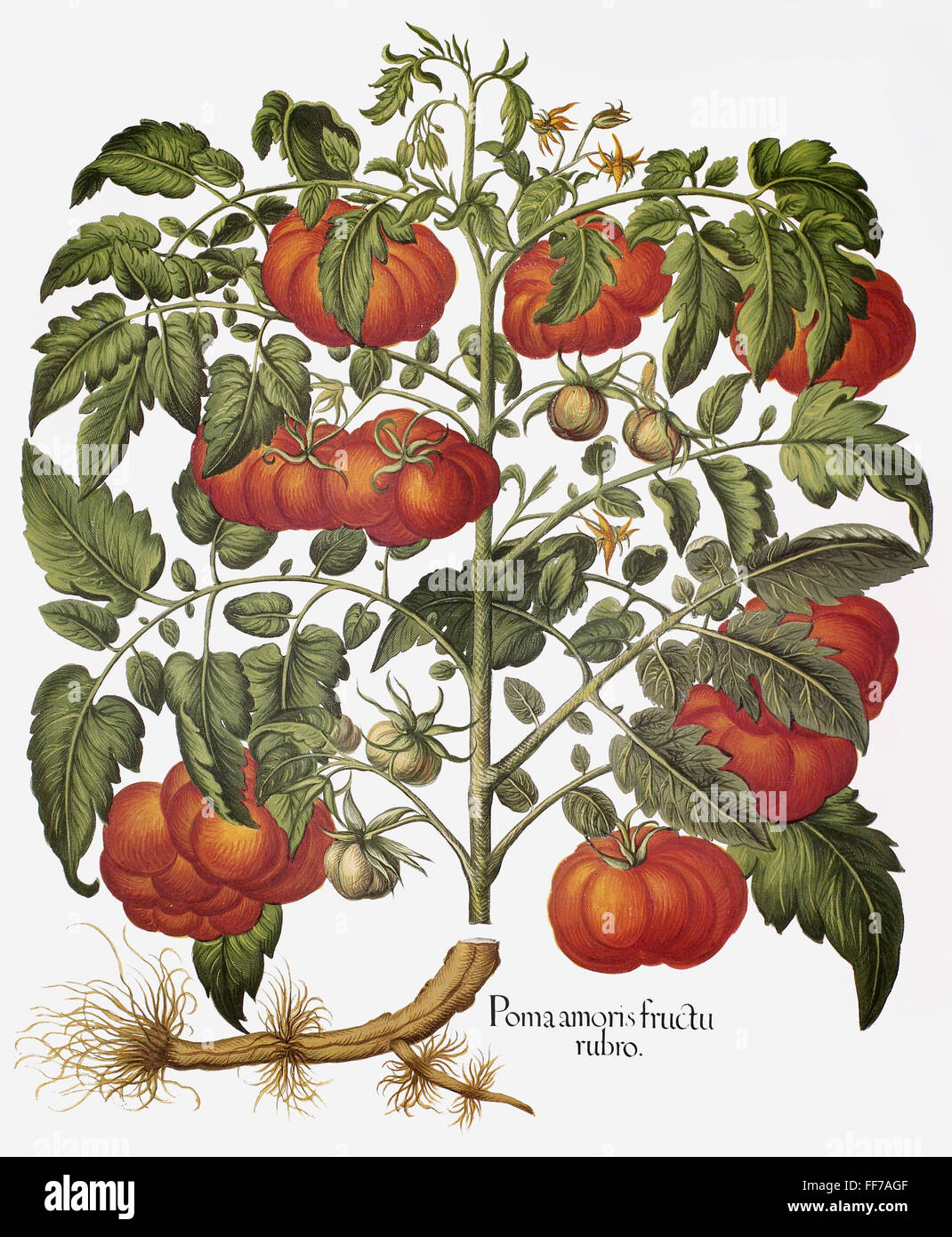 Lycopersicon esculentum illustration hi-res stock photography and ...
