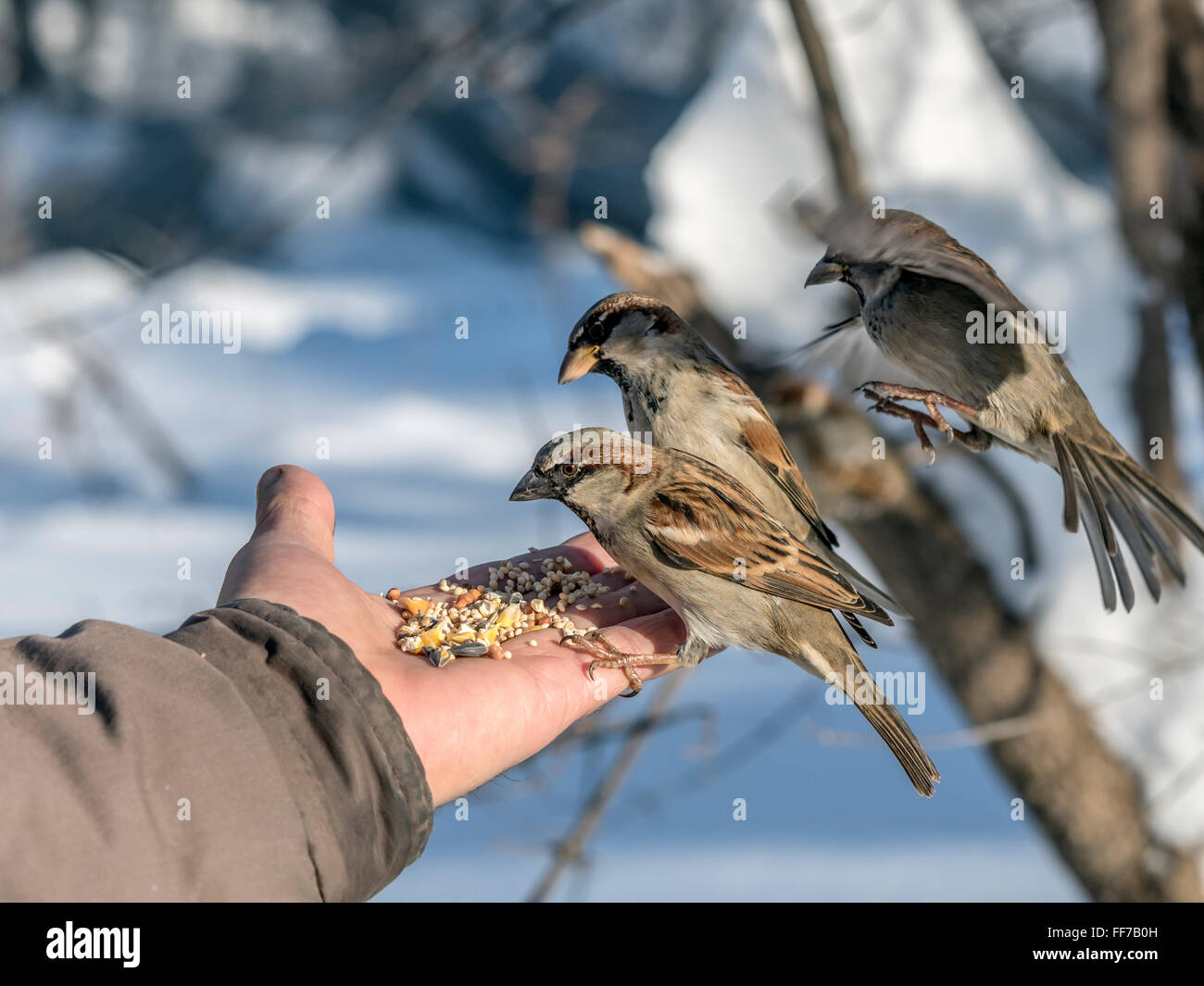воробьи фонетич разбор. домой воробей. воробей под цифрой 1. воробьи купаются в луже. воробьи морфологический разбор.