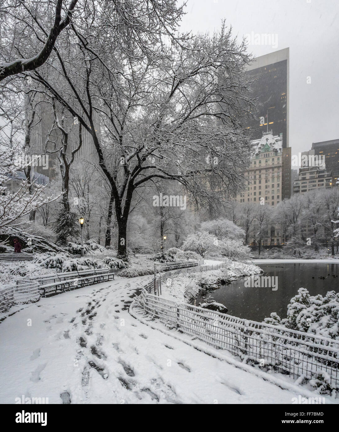 Central Park, New York City, February 5th 2016, snow storm Stock Photo