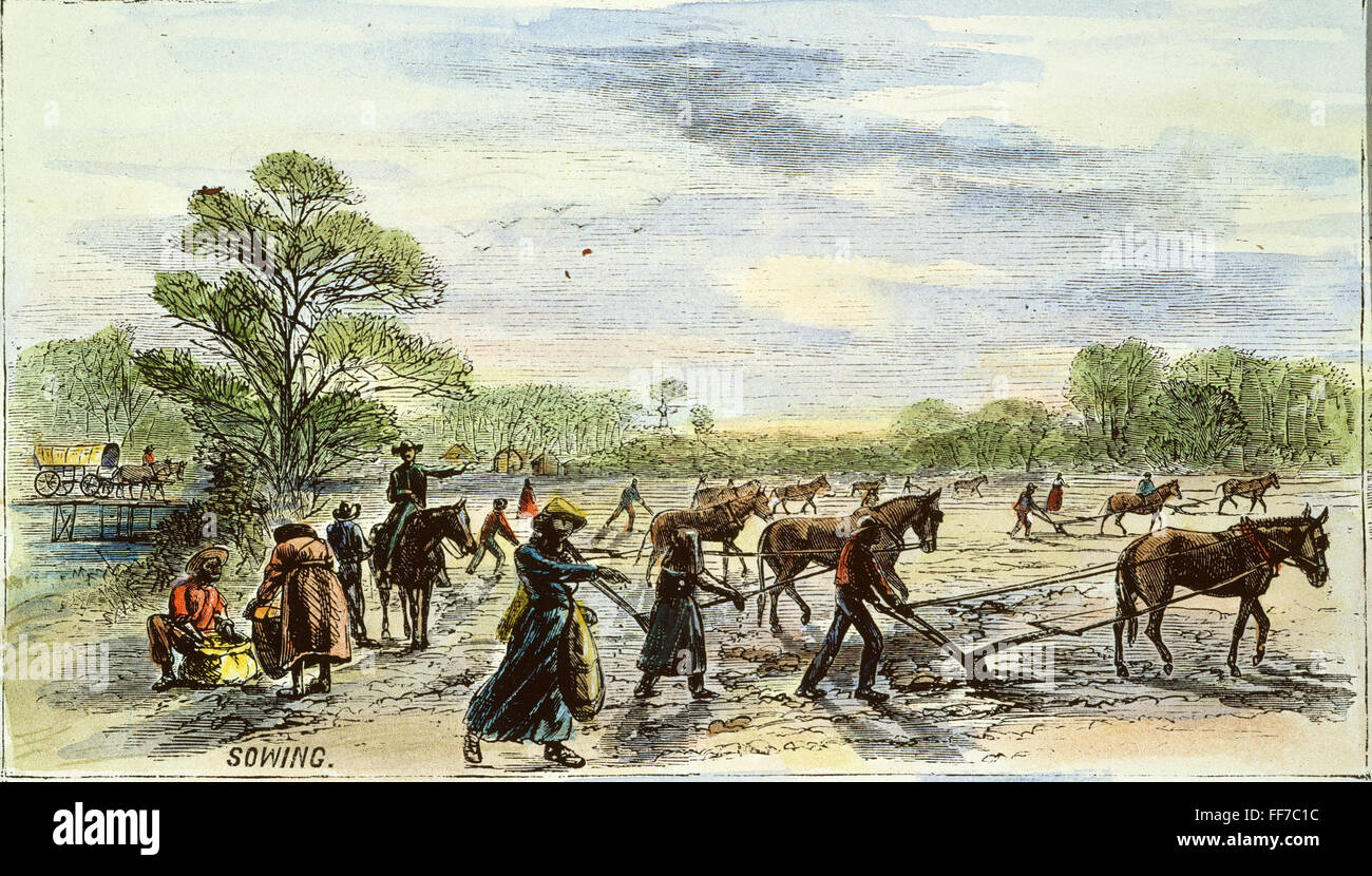 PLANTATION: SOWING, 1867. /nField hands sowing on the Buena Vista cotton plantation in Clarke County, Alabama. Colored engraving, 1867. Stock Photo