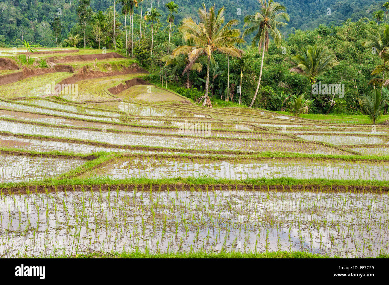 Rice terraces on the slope of the Kawah Ijen (Ijen crater), Banyuwangi, East Java, Indonesia, Asia Stock Photo