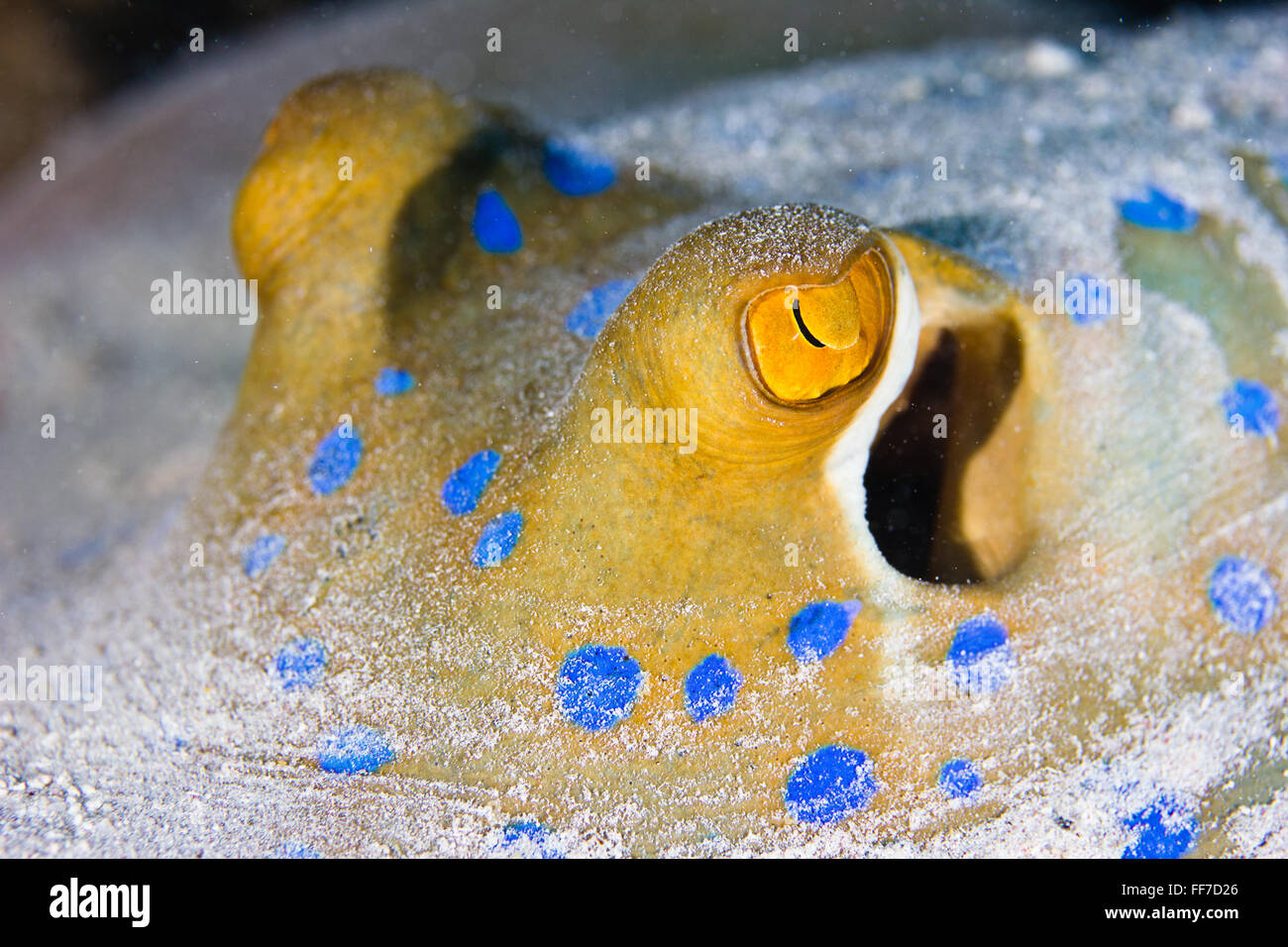 Close-up detailing the beautiful blue spots and gold-flecked eyes of a Blue-spotted Stingray. Stock Photo