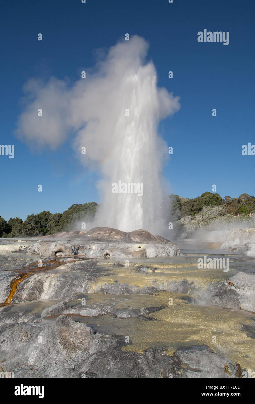 Te Puia (New Zealand Maori Arts & Crafts Institute), Rotorua Maori culture,North Island,New Zealand.Location of Pohutu geyser. Stock Photo