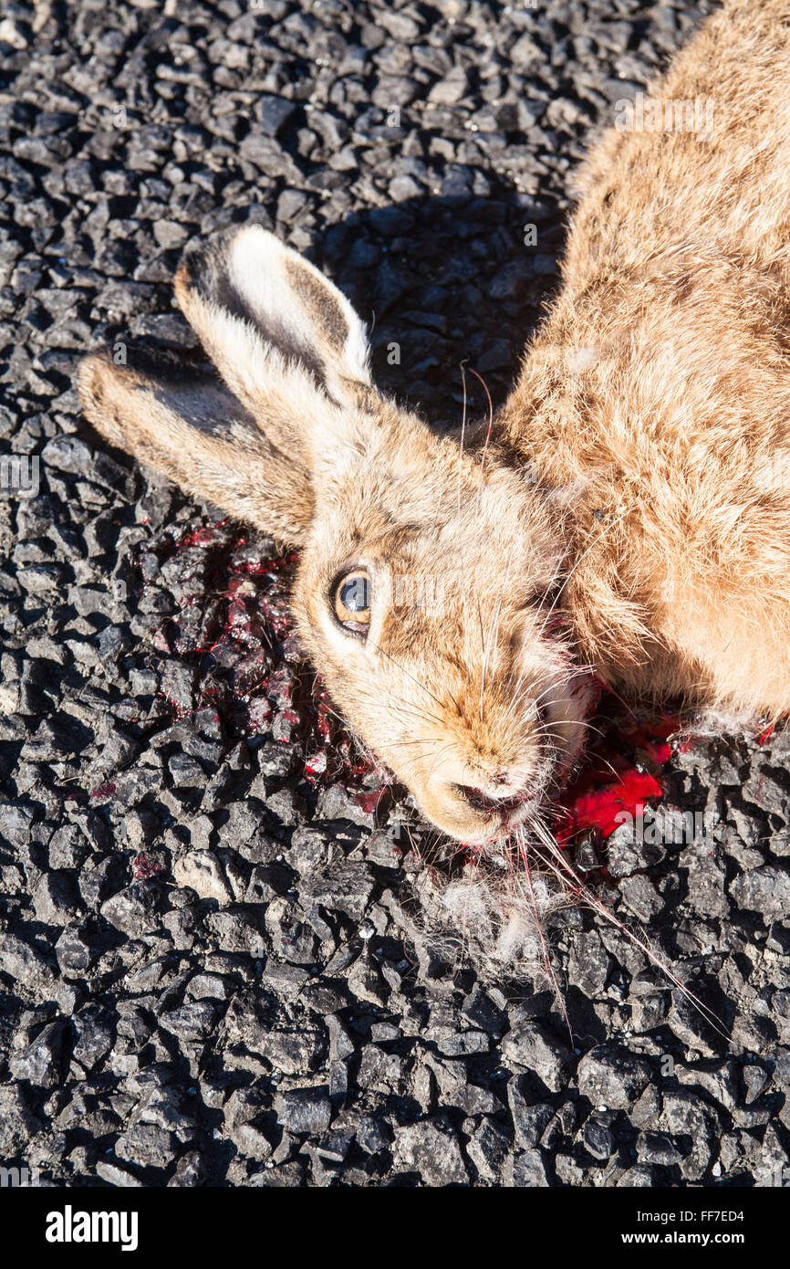 Rabbit road tematisk billede