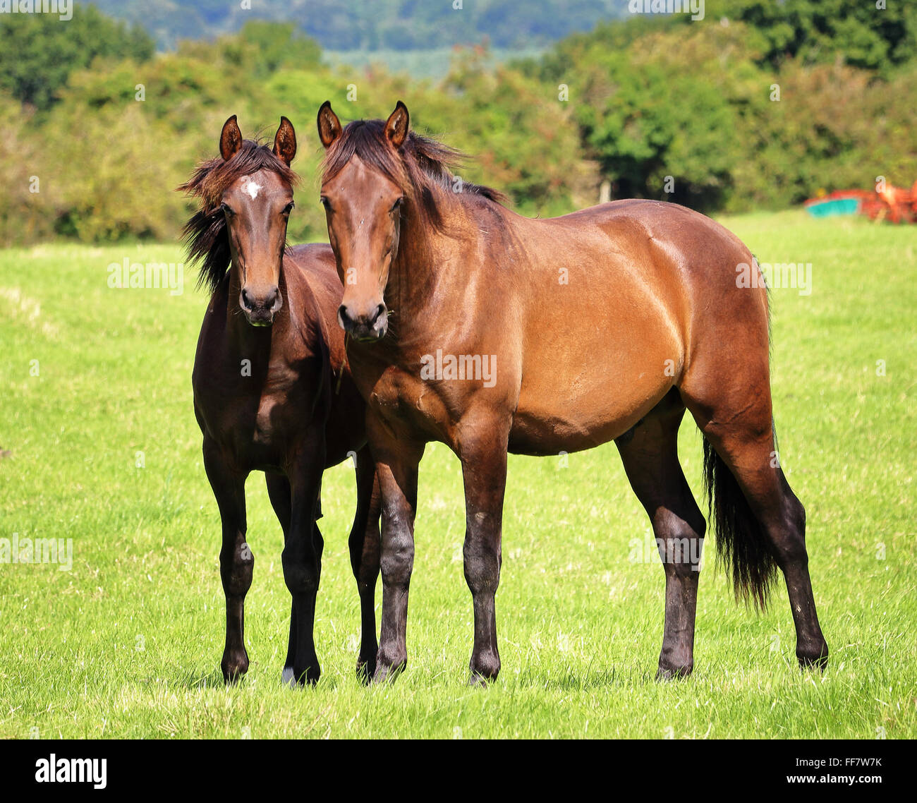 Pair of Bay Horses with pricked up ears in an english meadow Stock Photo