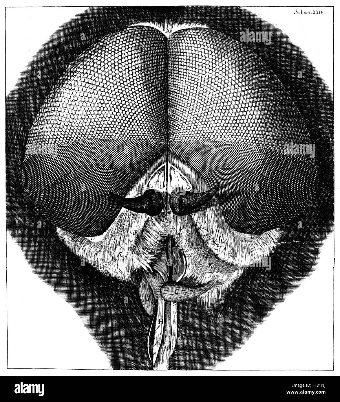 HOOKE: MICROGRAPHIA. /nThe eyes and head of a grey drone-fly. Copper ...