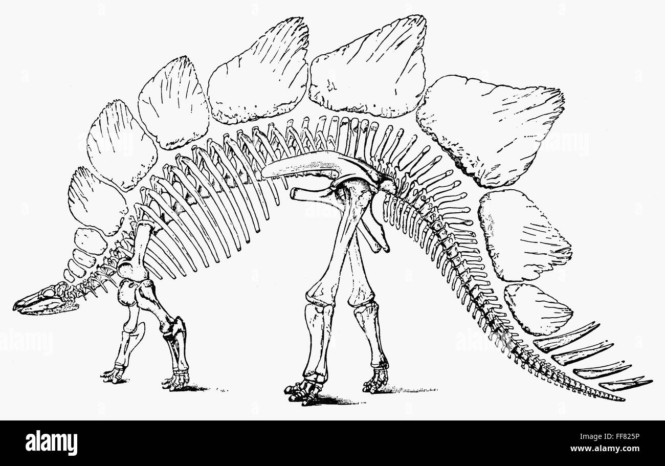 DINOSAUR: STEGOSAURUS. /nSkeleton of the Jurassic 'Stegosaurus.' Stock Photo