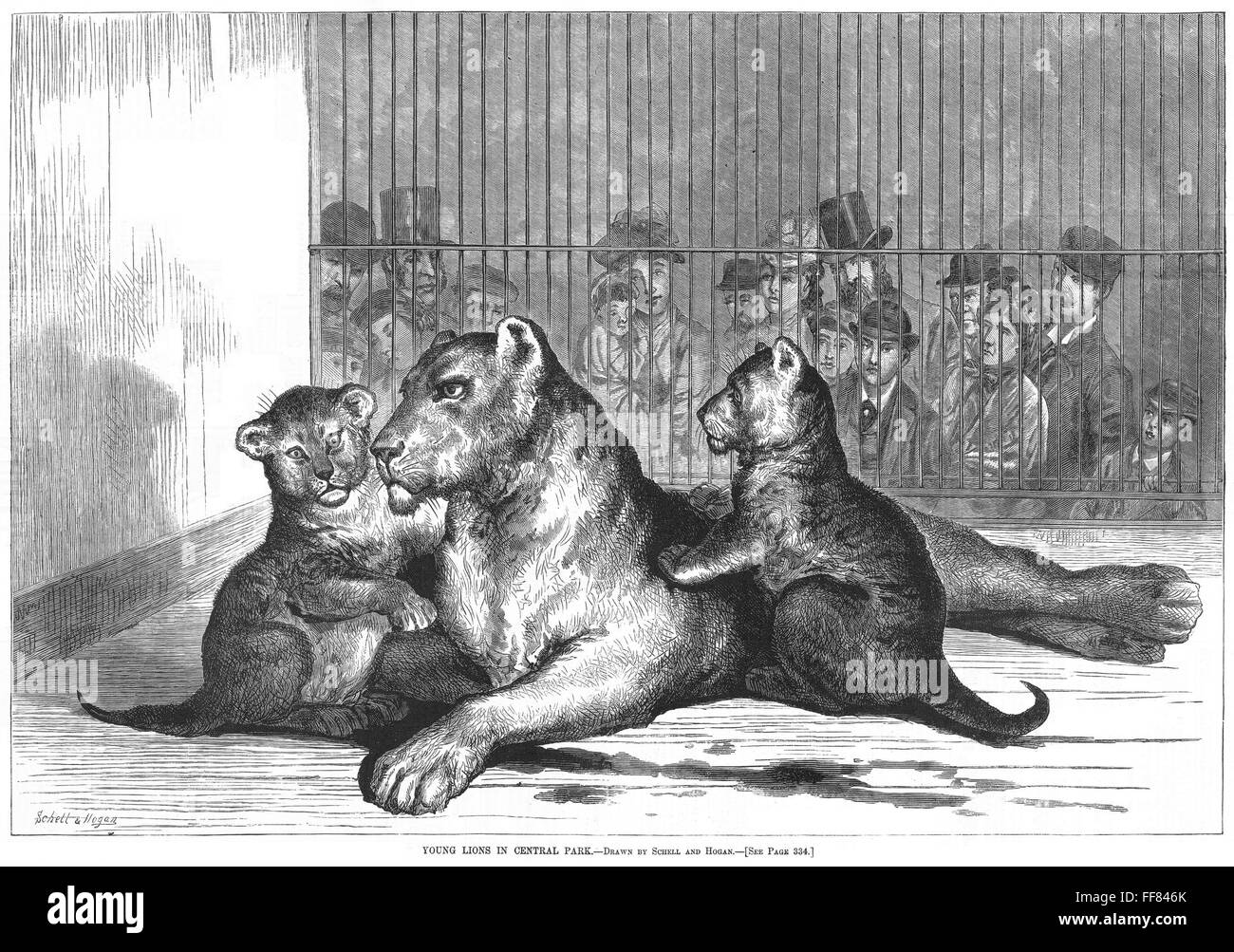 CENTRAL PARK ZOO, 1877. /nThe lions at Central Park Zoo, New York City