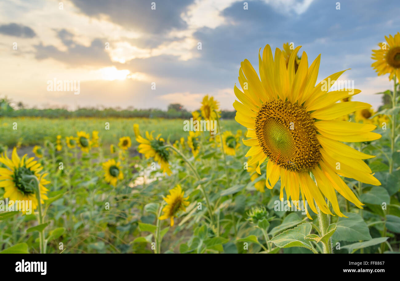 Field of sunflowers in sunset time Stock Photo - Alamy
