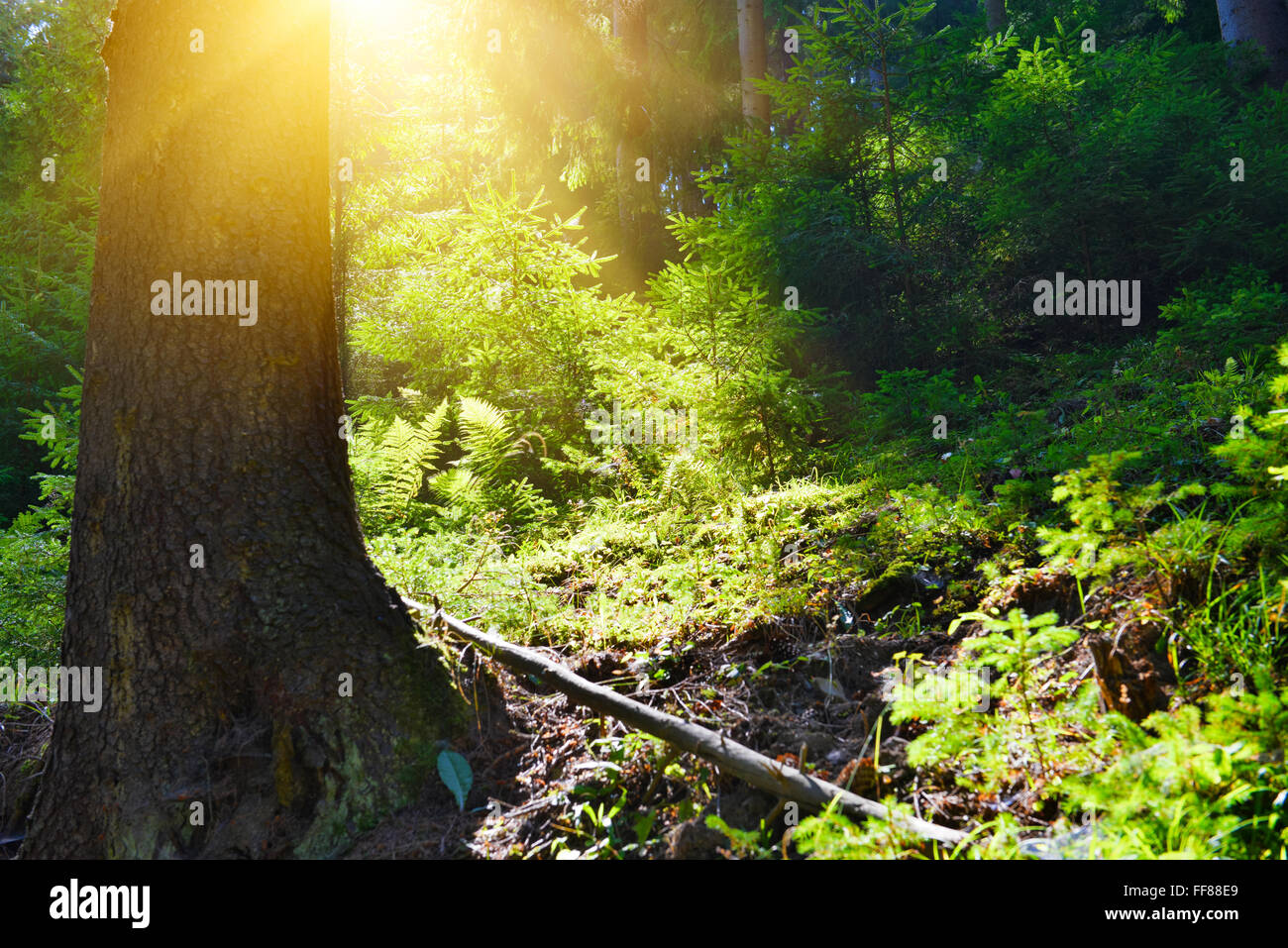 Morning in summer forest Stock Photo - Alamy