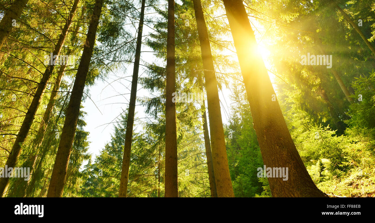 Morning in summer forest with warm sunlight. Stock Photo