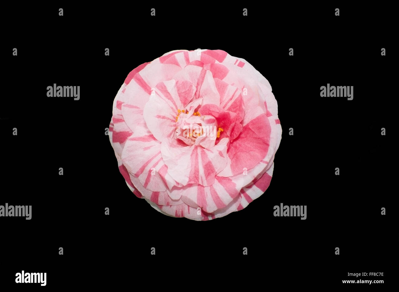 Red and white chamellia flower isolated on black. Stock Photo