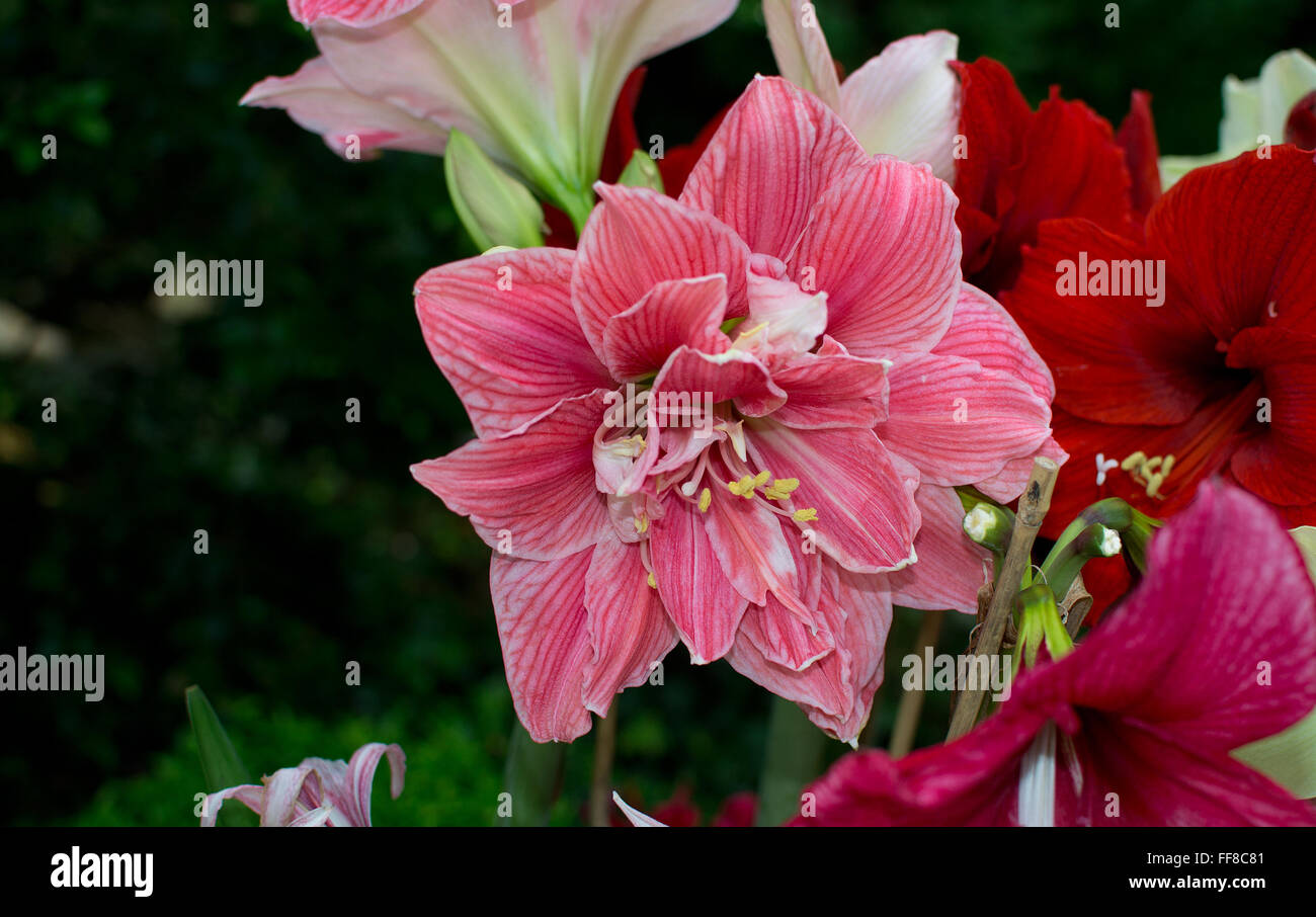 Pink amaryllis flower closeup with petals and pistils. Stock Photo