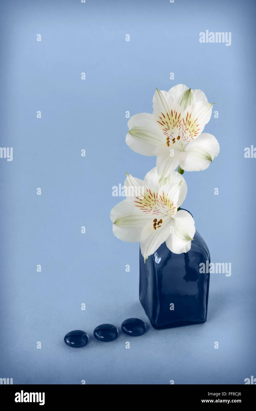 Two Alstroemeria in blue Vase Stock Photo