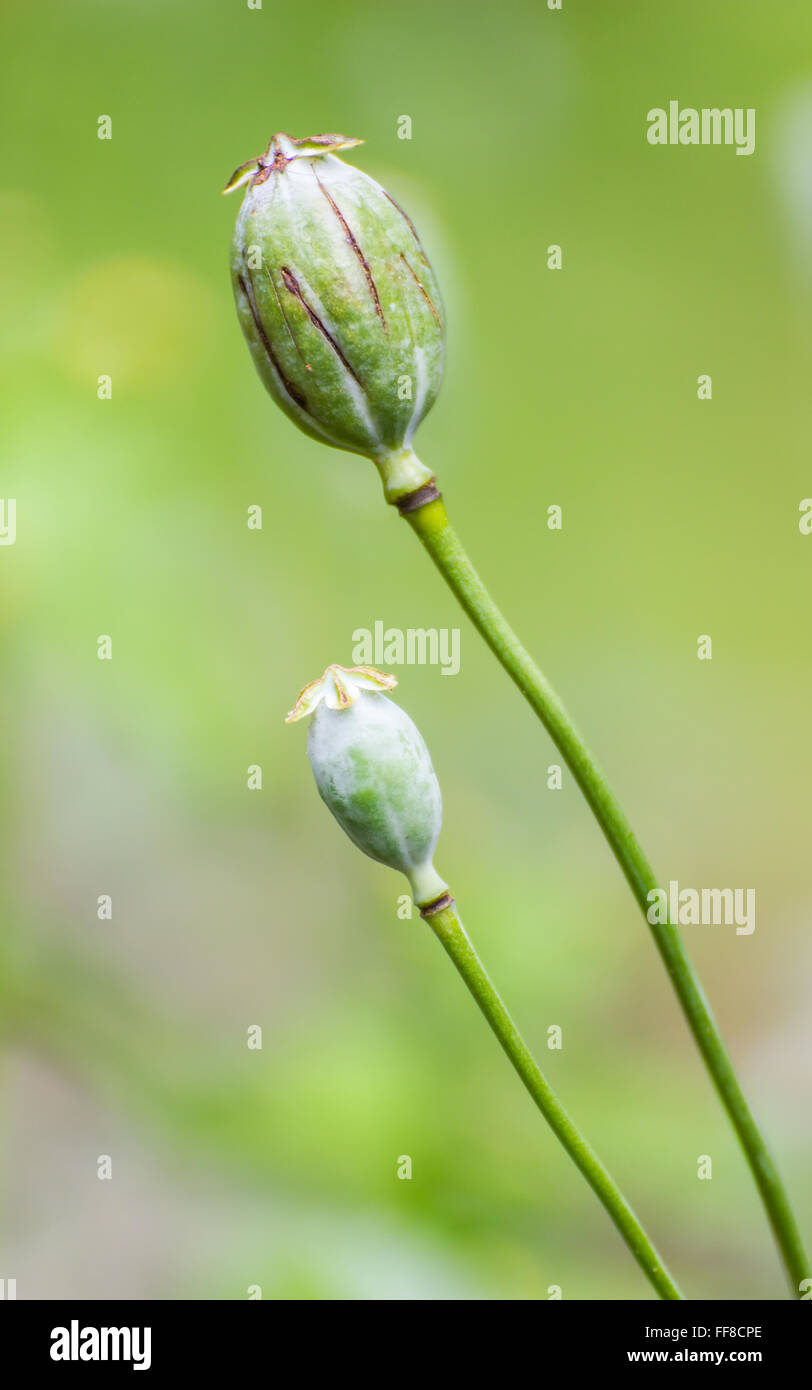 Opium Close-up Stock Photo
