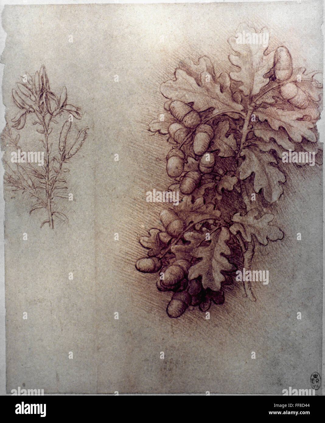 LEONARDO DA VINCI. /nBotanical drawings, 150608, left Dyer's