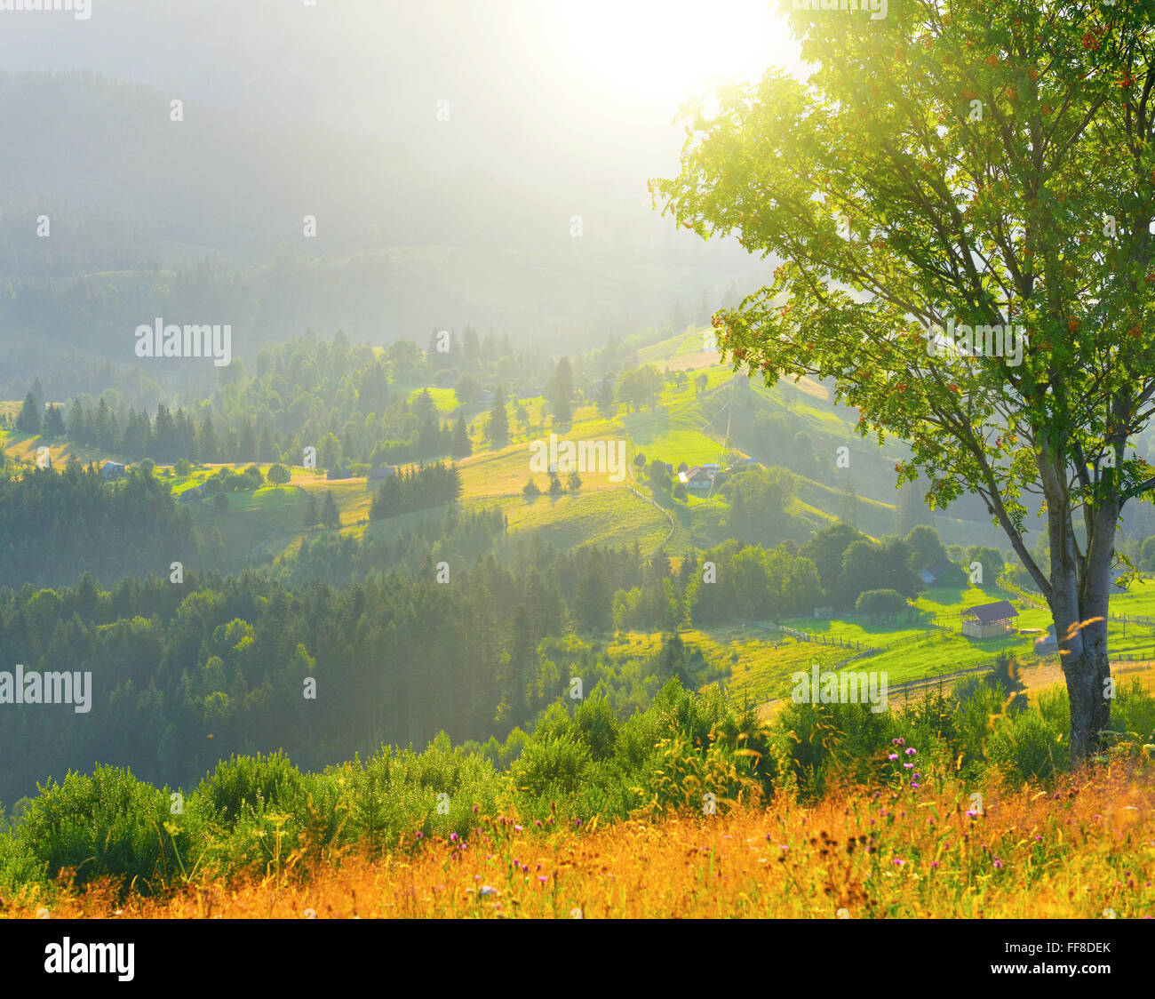 Green grass sunny sky hi-res stock photography and images - Alamy
