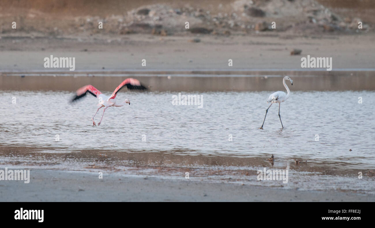 Flamingo bird flying and one walking at the salt lake of Larnaca, Cyprus Stock Photo