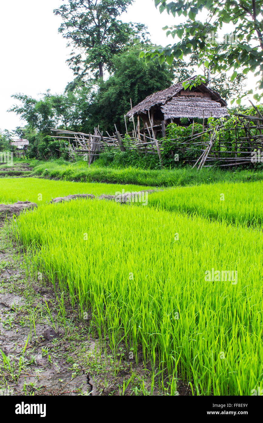 Rice field with cottage in Thailand Stock Photo