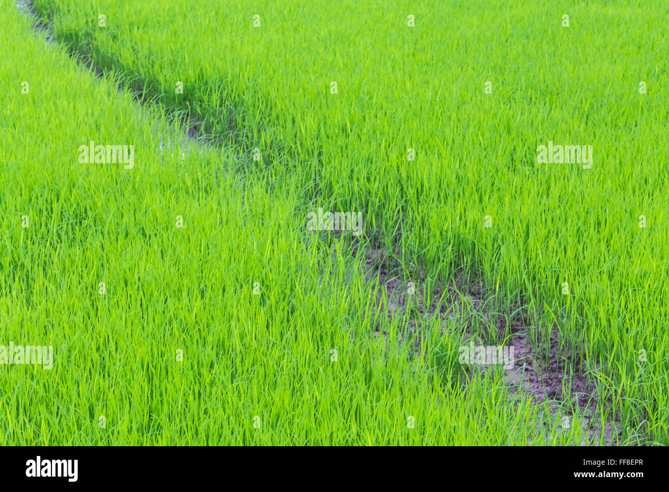 Green rice field Stock Photo