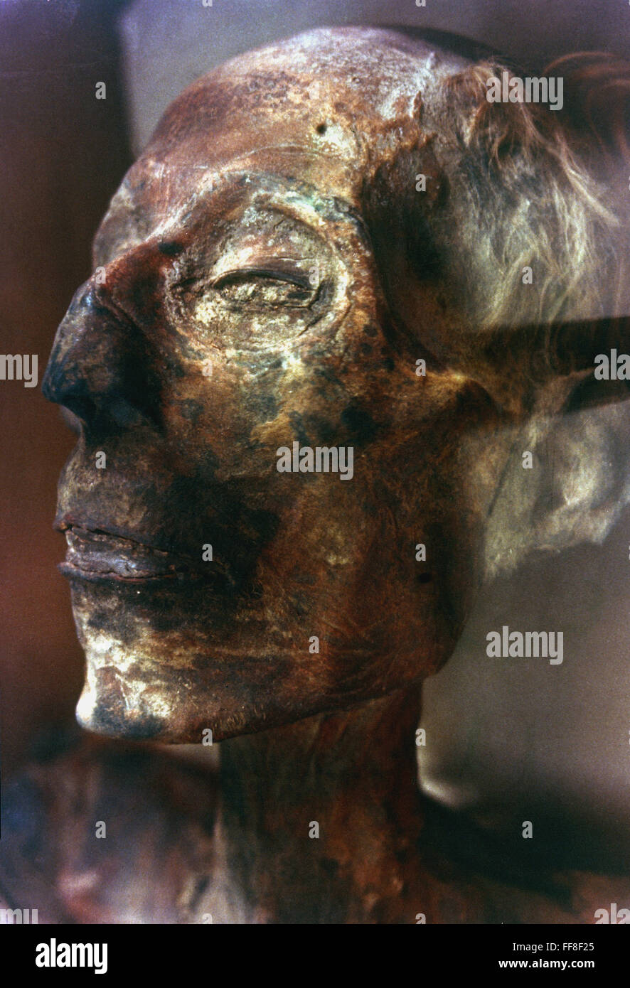 RAMSES II (1292-1225 B.C.). /nMummified head of King Ramses II of Egypt. Stock Photo