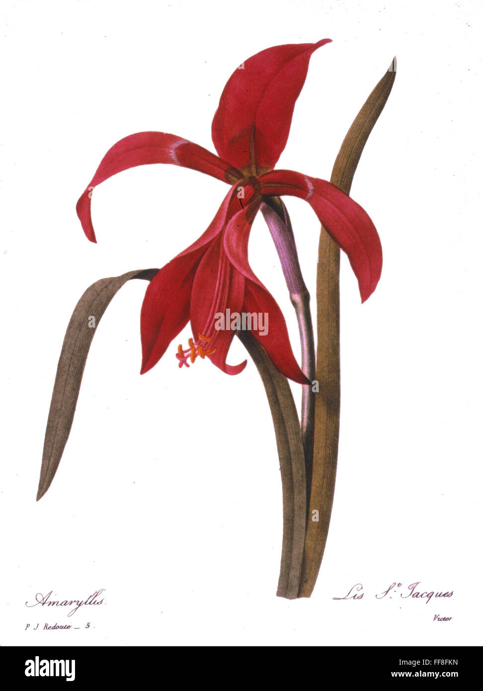 REDOUT╔: ST. JAMES' LILY /n(Sprekelia formosissima). Engraving after a painting, 1833. Stock Photo