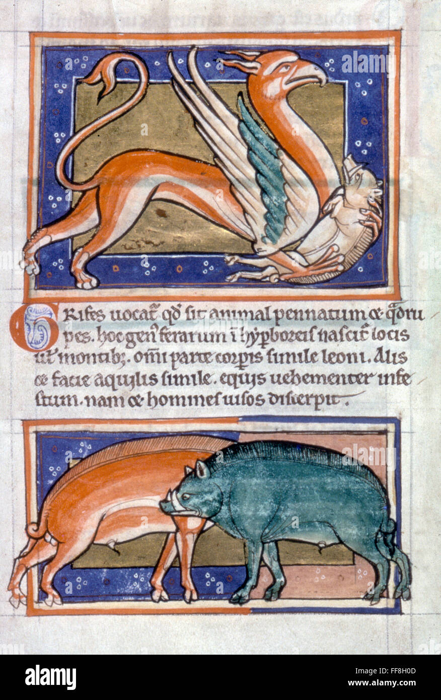 GRIFFIN AND TWO BOARS. /nIllumination from a 12th century English Latin