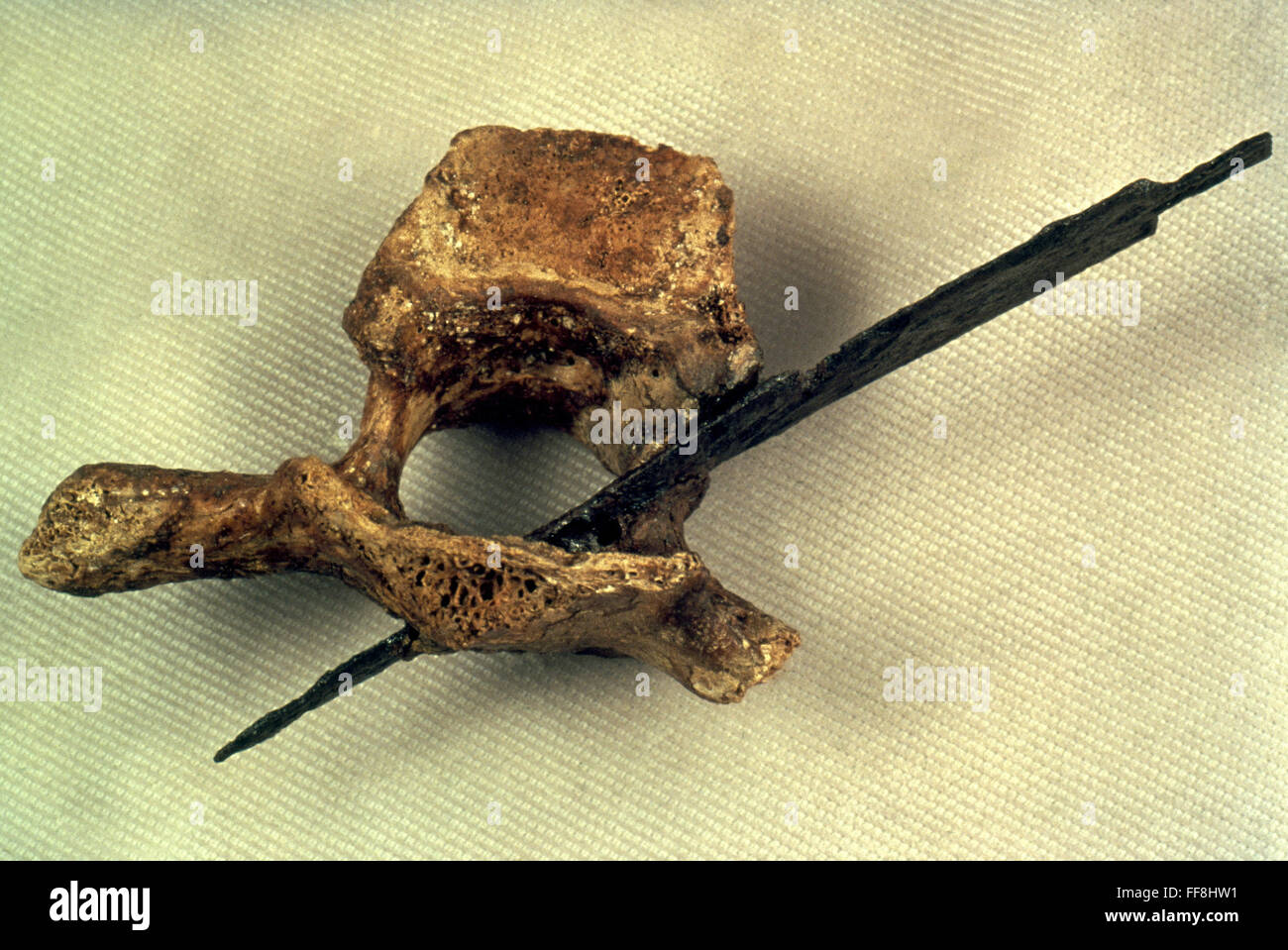 LITTLE BIGHORN, 1876. /nHuman vertebra with metal arrowhead from Little Bighorn battle site, 1876. Stock Photo