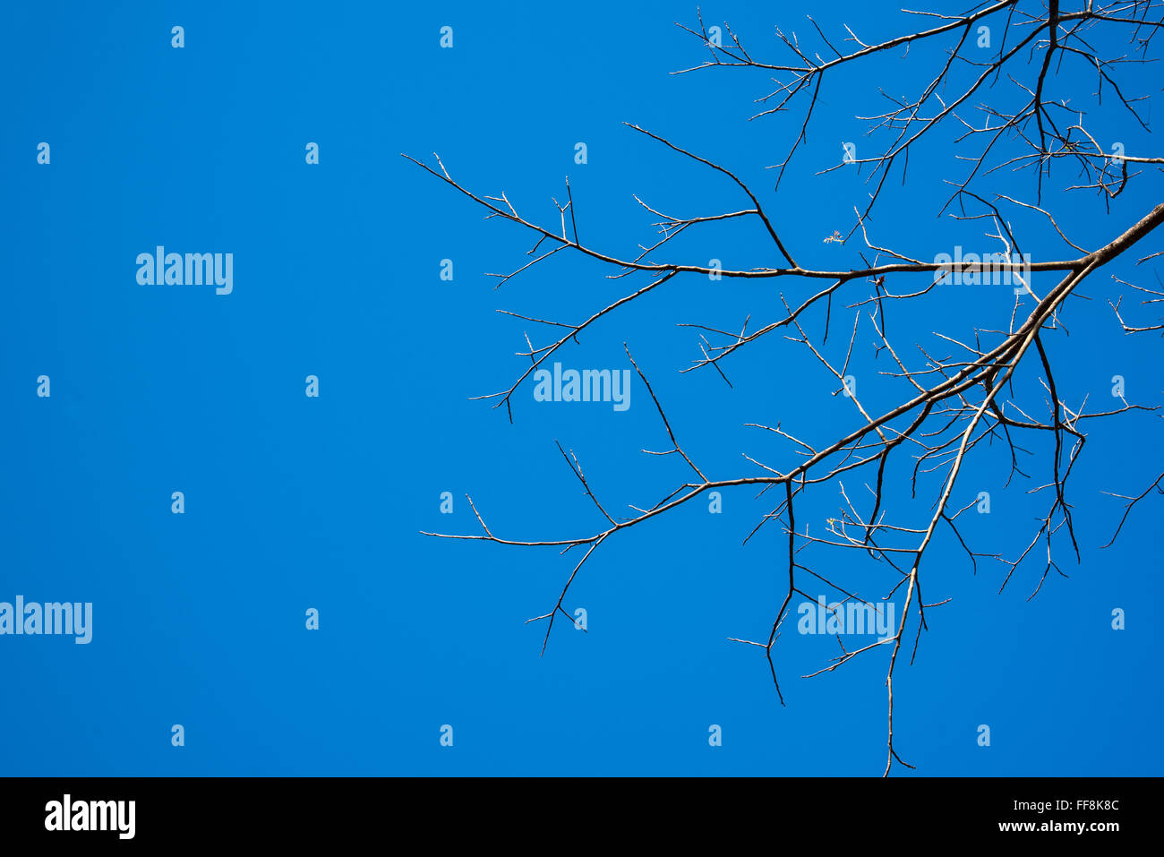 Dry tree with blue sky background Stock Photo - Alamy