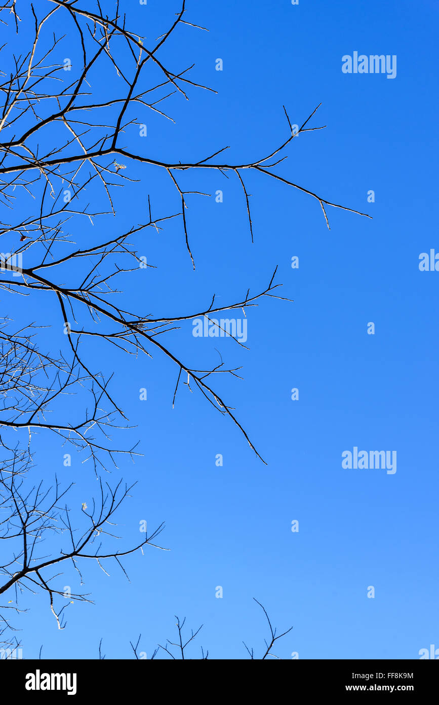 Dry tree with blue sky background Stock Photo - Alamy